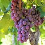 Vendemmia 2026: ecco le feste dell’uva da non perdere in Italia