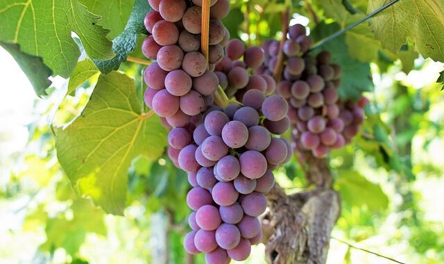Vendemmia 2026: ecco le feste dell’uva da non perdere in Italia