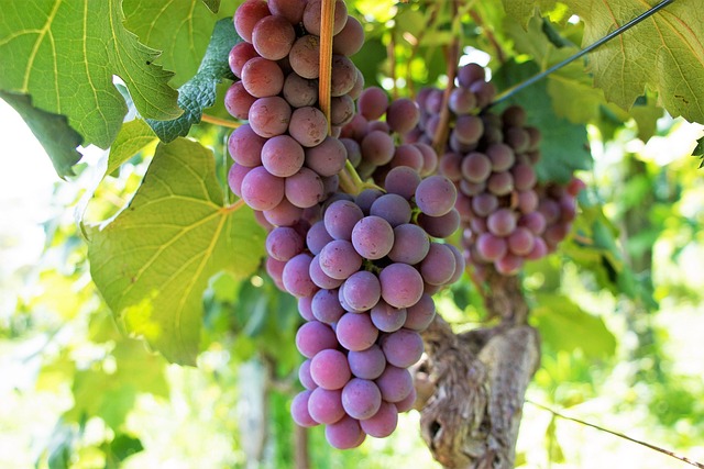 Vendemmia 2026: ecco le feste dell’uva da non perdere in Italia
